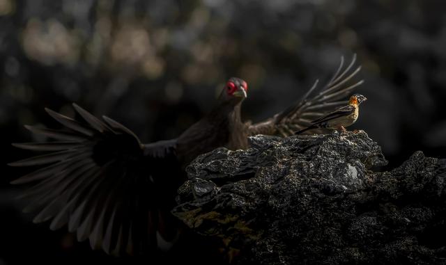 一张图看懂鸟类摄影，什么样的鸟类摄影作品更容易打动人