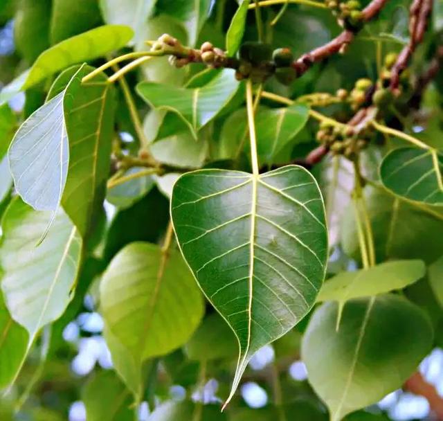 菩提树 (学名:ficus religiosa l.