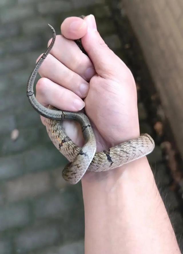 方花小头蛇,云南小行无毒蛇有几种(这就是中国小头蛇的牙口吗)