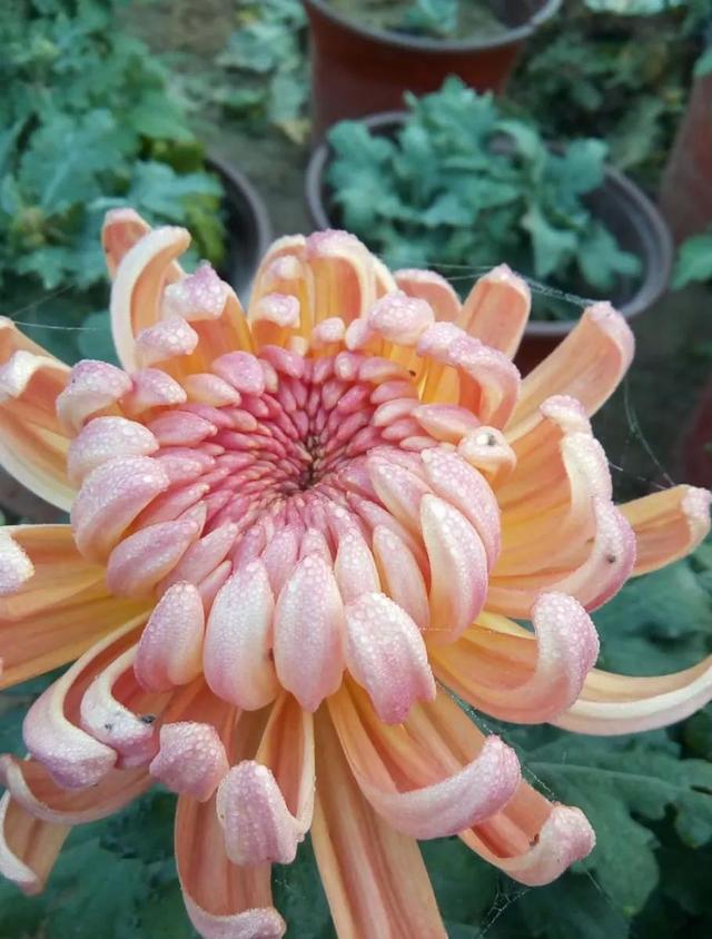 爱花的一颗心，爱花的一颗心是什么歌（一位爱花人的自述<七十>图片）