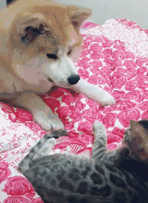 秋田犬为什么禁养，10大旺财的狗（为什么说“秋田犬”不值得养）