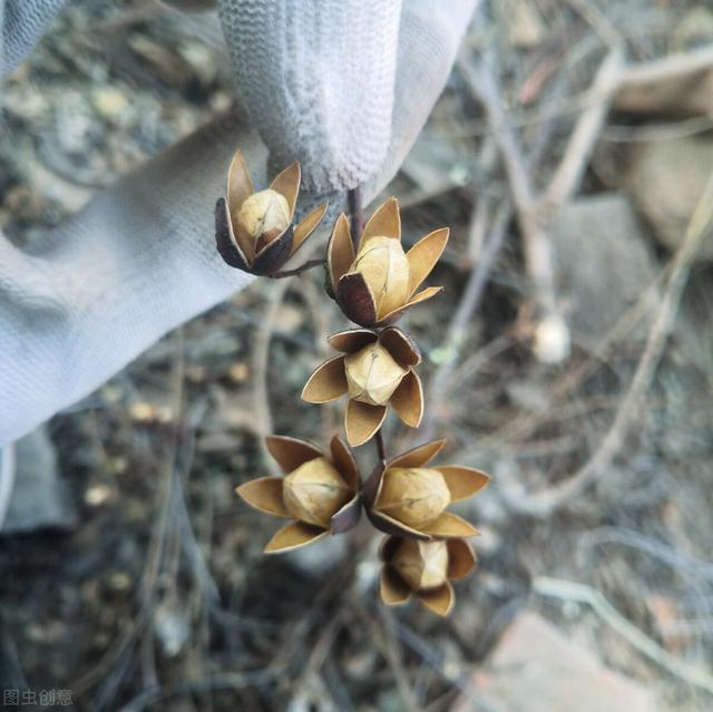 香椿子（香椿子图片，香椿子的功效与作用（其一可解决一些男女烦恼问题）