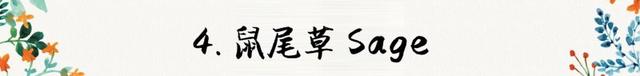 迷迭香是什么，西餐中常用的15种香料和香草（迷迭香是什么时候出的）