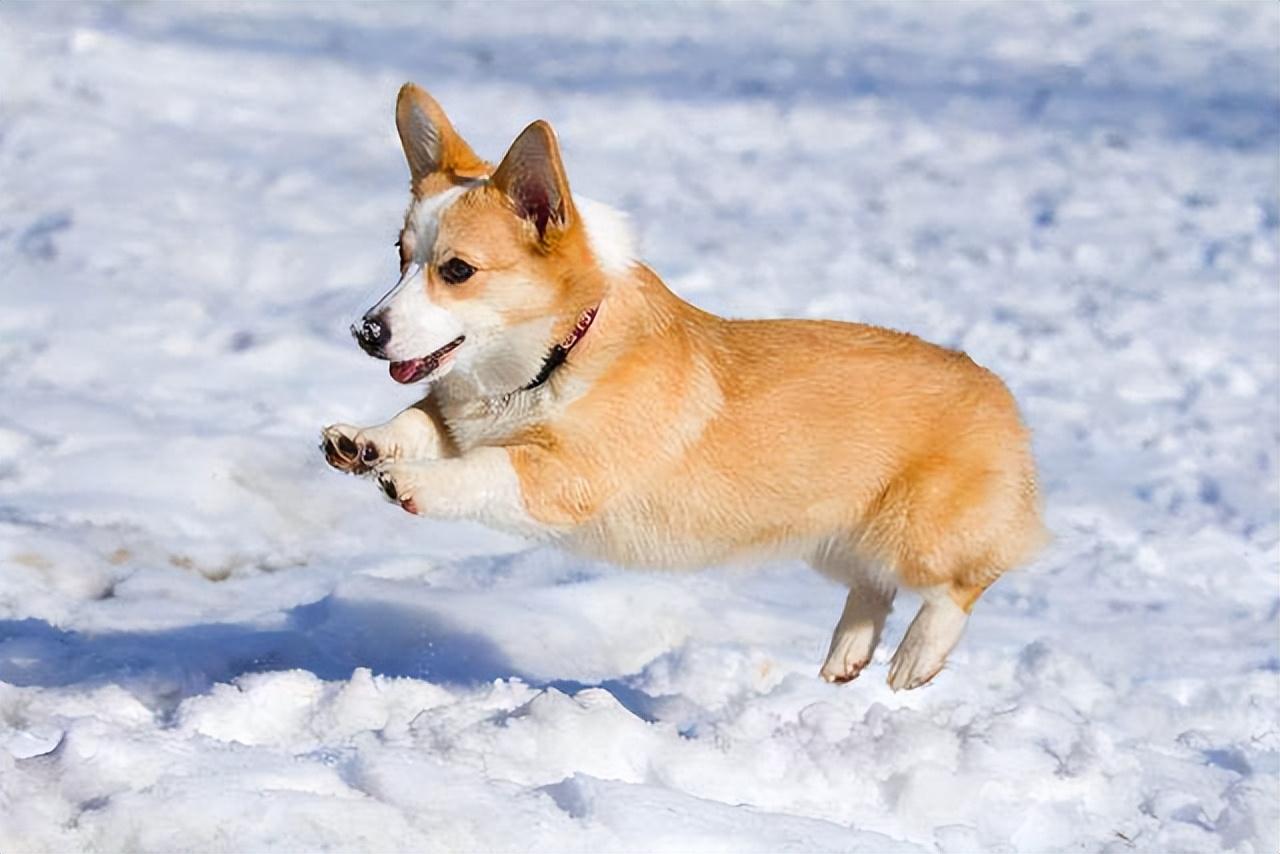 纯种柯基多少钱一只(柯基) - 价格百科