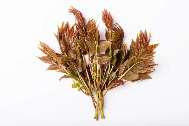 椿芽什么时候发芽，椿芽生长季节（关于香椿的消费提示）