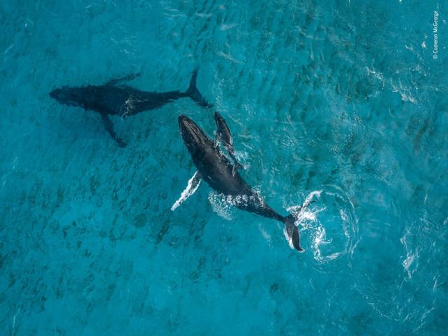 欧美吴彦祖，微信头像，欧美吴彦祖（2018年度最佳野生动物摄影作品图集）
