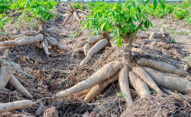 木薯怎么吃没有毒，木薯有毒吗 怎样吃才安全（木薯：来自大戟科的“毒物”）