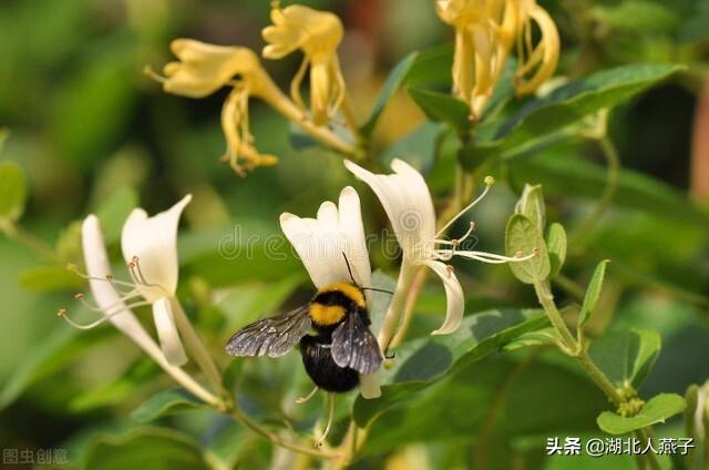 春天的花有哪些，春天21种可以食用的鲜花（一年四季都盛开的花是什么花）