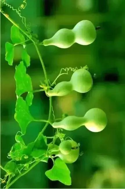 又是一组绿色图片，绿色绿色的图片（分享图片—绿色葫芦壁纸）