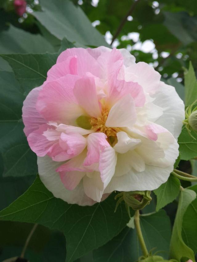 芙蓉花的寓意和象征，芙蓉花的寓意（芙蓉花，成都最美的花）