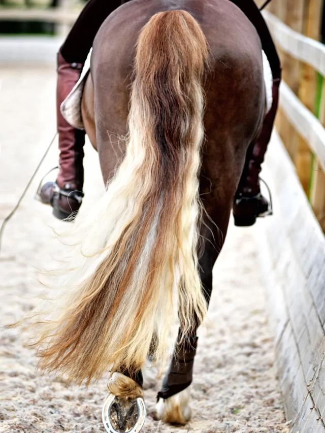 马厩是什么意思，马厩还可以说成什么（从肢体语言了解马在“说”什么）