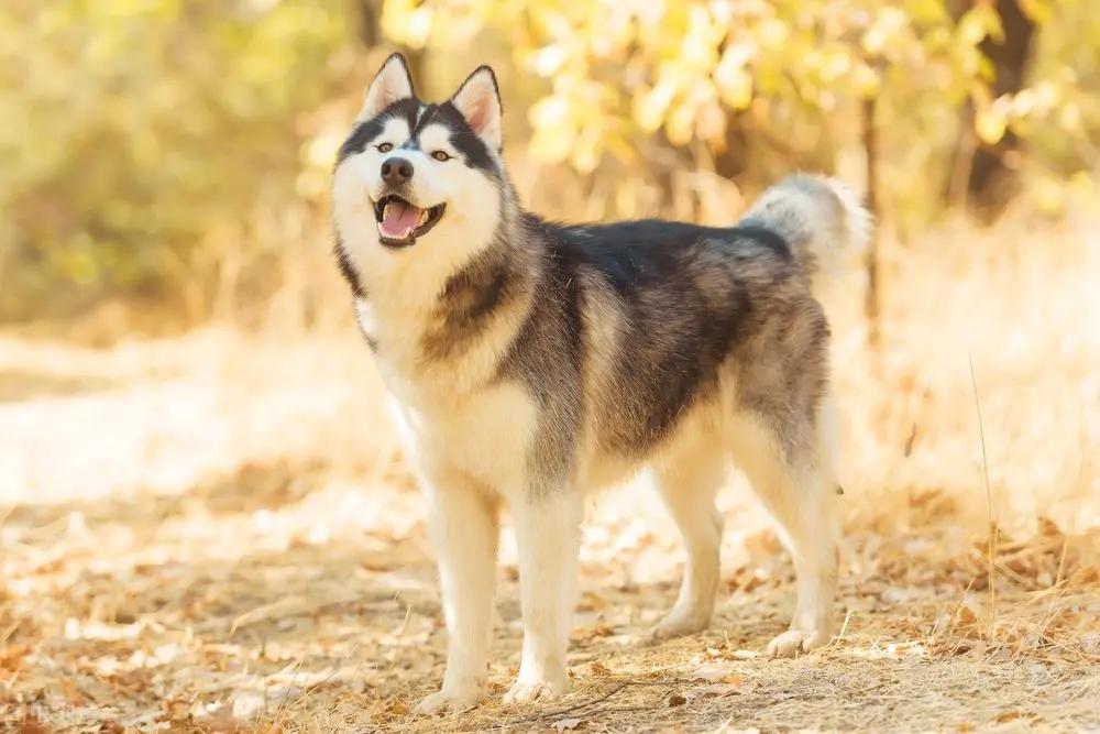 跑犬价格多少钱 跑犬是啥意思