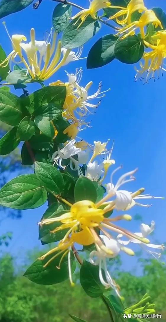 适合发心情的图片   赏图愉快哦:），关于发心情的图片（鲜艳欲滴的花朵）