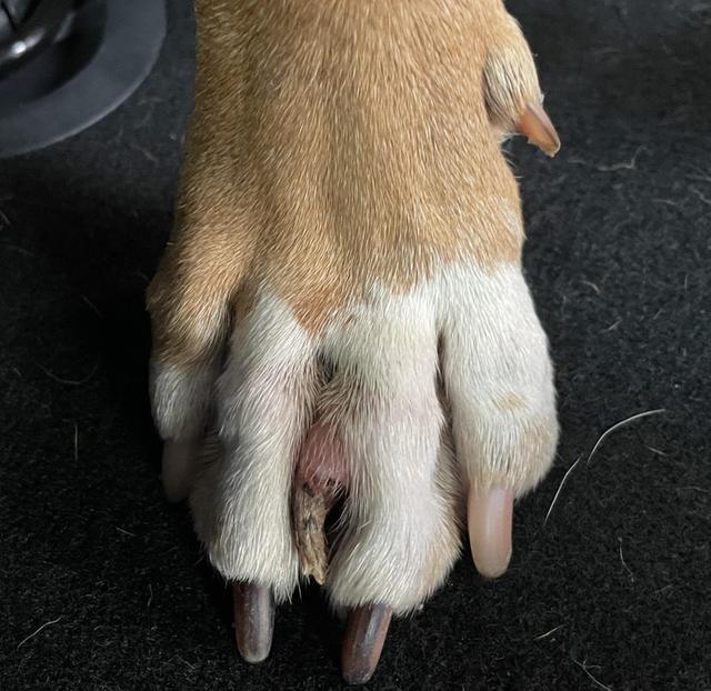 "为我们的鸡制作 3d 打印的绿巨人武器"7."我的手指都