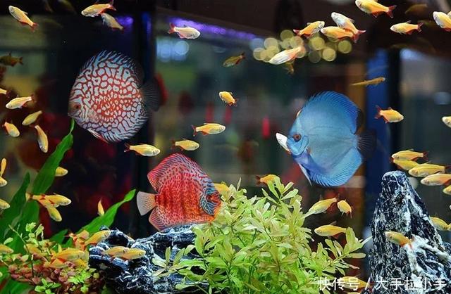 神仙鱼的习性和饲养，神仙鱼，你们认识吗