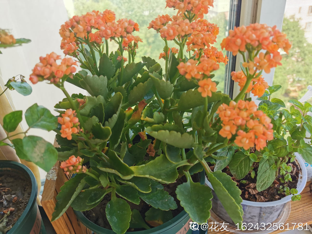 适合卧室养的花，卧室适合养什么花（卧室养4种花）