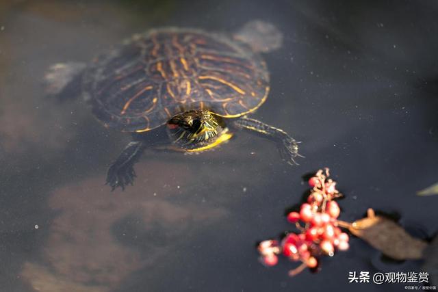 乌龟认识主人吗，乌龟能不能认识主人（那怎样向巴西龟表示友好呢）