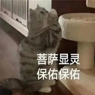 萌宠表情包，微信头像，萌宠表情包（萌宠表情包：我的爱是垃圾吗）