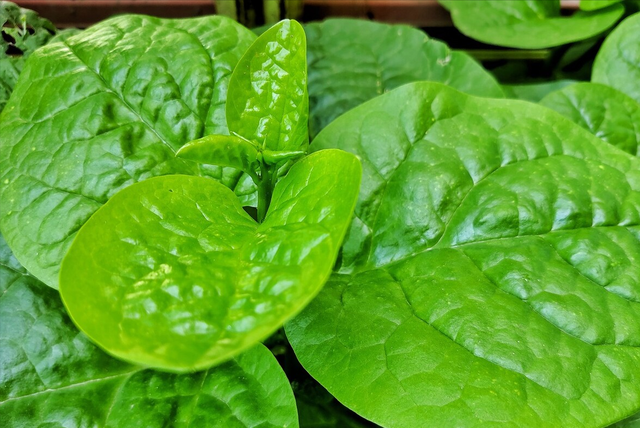 菠菜和什么菜搭配是最佳，菠菜十种最佳吃法（把全家老小钙都补足了）