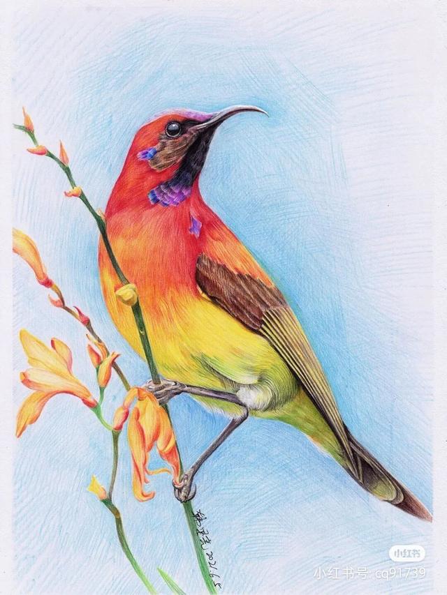 小鸟怎么画简单又好看，小鸟怎么画简单（彩铅绘画素材—身披彩翼）