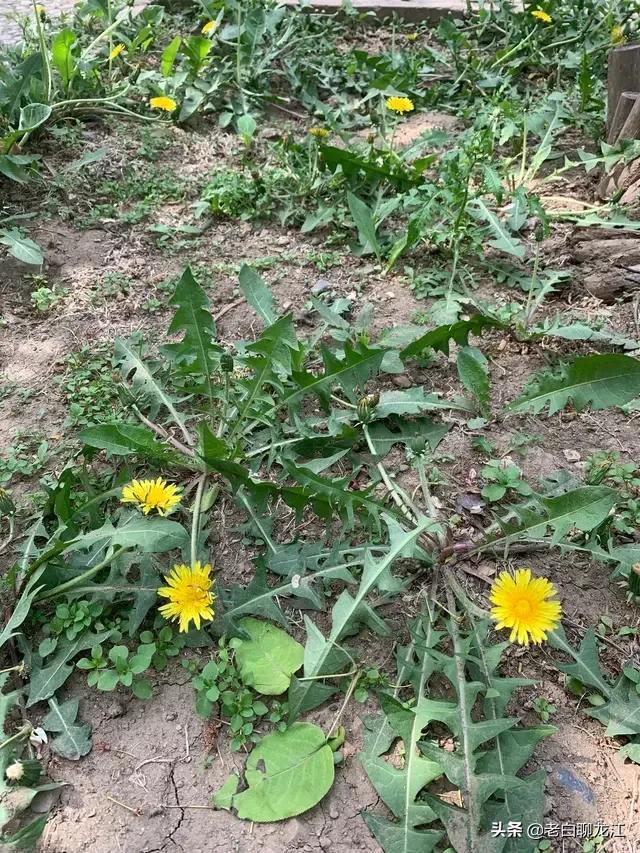 婆婆丁是什么，婆婆丁是什么菜图（说说婆婆丁）