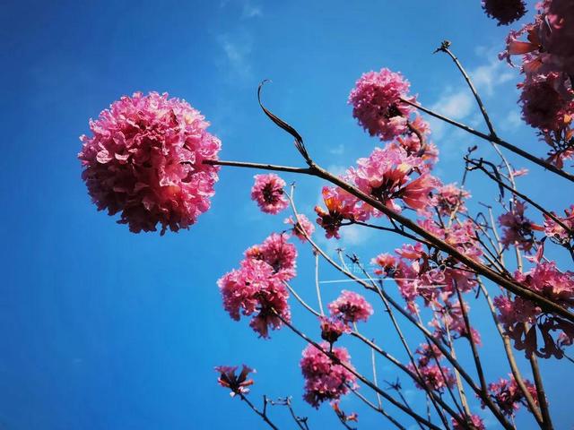 紫花风铃木可以盆栽吗，紫花风铃木北方能成活吗（分享——紫花风铃木）