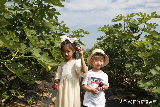 布兰瑞克无花果，布兰瑞克无花果苗行情（临港无花果采摘正当时，约起）