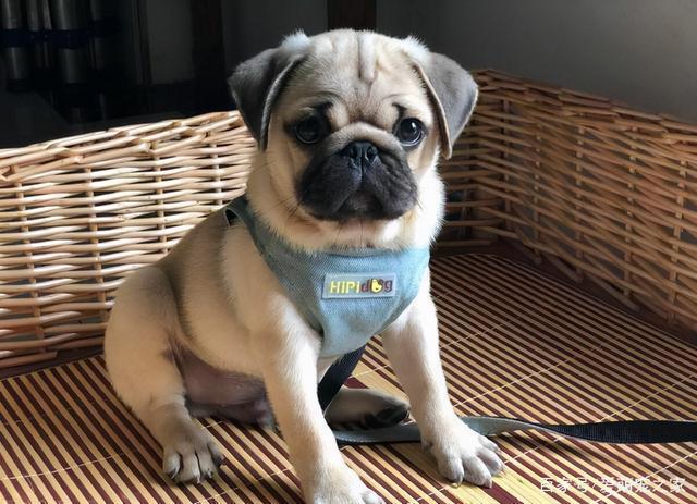 巴哥犬图片，巴哥犬为什么不建议养（博美犬图片）