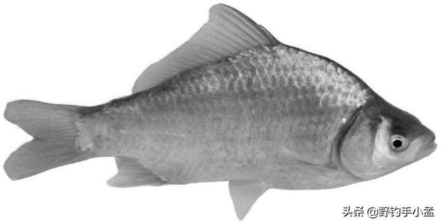 土鲫鱼怎么区别，大板鲫到底是什么品种