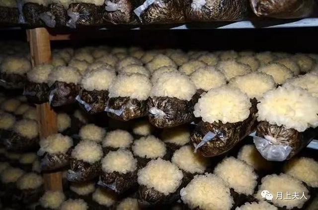 什么种类的银耳比较好，哪里产的银耳最好（银耳——段木银耳）