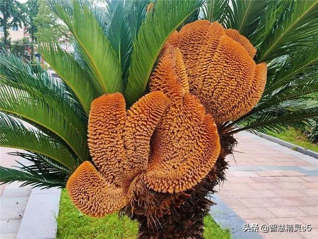 铁树开花的方法，铁树开花的方法有哪些（铁树开花了，也有芬芳的一天）