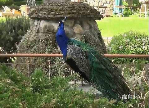 孔雀会飞吗，孔雀会飞吗是鸟类的吗（​印度一只孔雀跌下18米的深井）