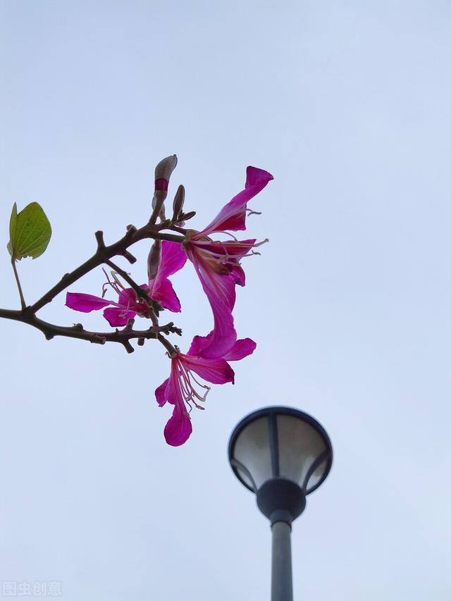 天籁是什么意思，人籁、地籁与天籁