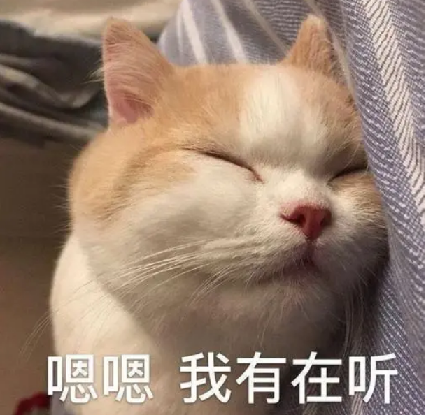 猫的记忆有多久，小猫几个月有记忆（20个养猫冷知识）