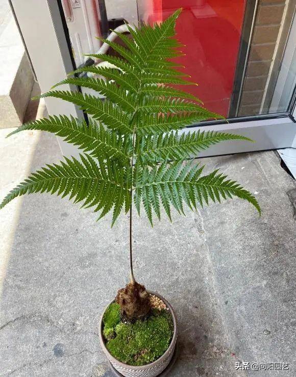 金毛狗蕨，据说广西遍地都是（金毛狗蕨类植物）