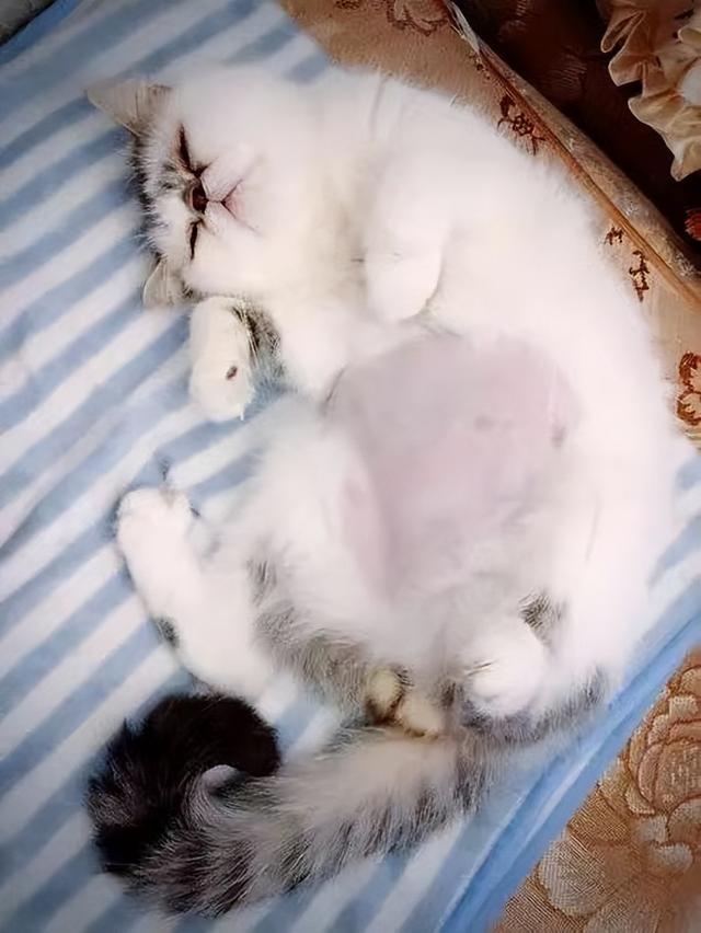 猫传腹怎么治疗，猫传腹怎么治疗好的（猫传腹症到底应该怎么治疗呢）