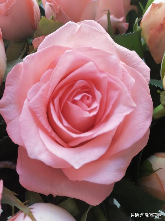 表白用什么花合适，表白一般送什么花合适（第一次表白如何选花）