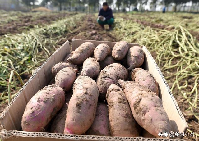 地瓜是什么，地瓜是什么软件（掌握老祖宗留下的10句农谚）