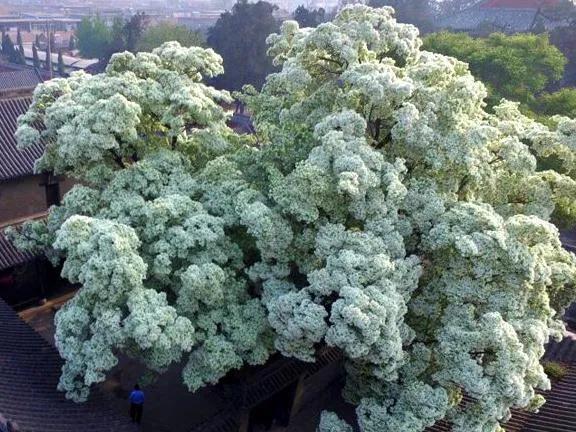 流苏树是什么树，流苏树是什么树嫁接（洁白繁华）