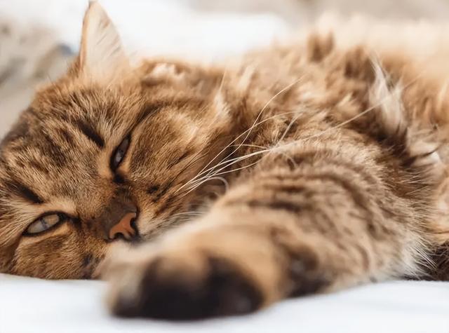 猫咪不舒服的表现，怎样识别猫咪生病不舒服（当猫咪有这5种表现）