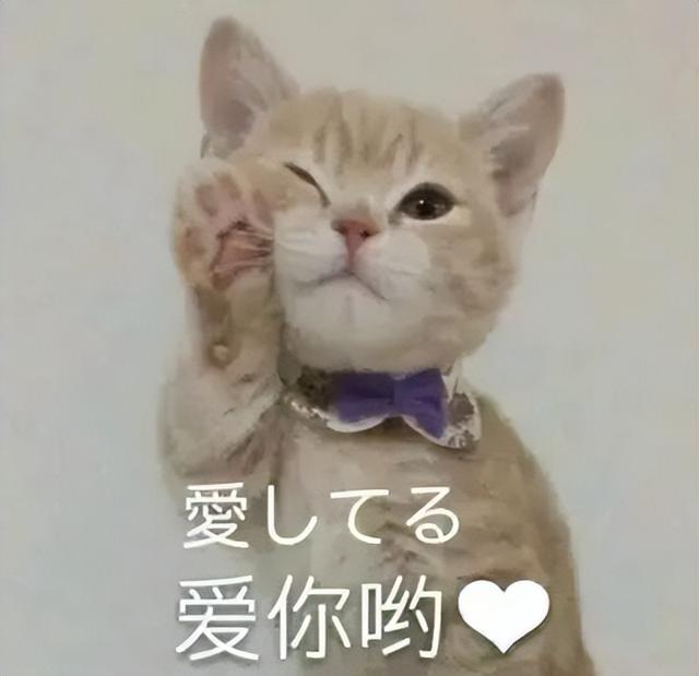 timi是什么意思，timi中是什么意思（“养了一只患有听力障碍的小猫咪）