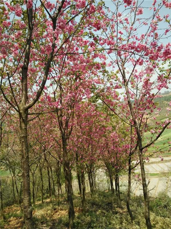 樱花果实可以吃吗，樱花果实能吃吗樱花果实是否可以食用（冬樱花结的果实能吃吗）