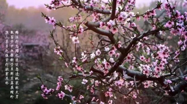 桃花源记的恐怖真相是什么，桃花源记的恐怖真相是什么知乎（《桃花源记》的恐怖真相）