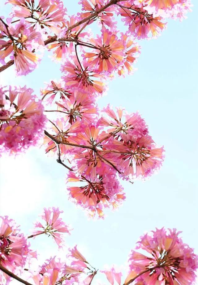 紫花风铃木可以盆栽吗，紫花风铃木北方能成活吗（分享——紫花风铃木）