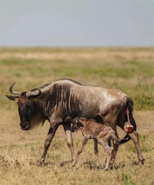 角马是啥动物，角马是什么意思（作为非洲草原上的“粮库”）