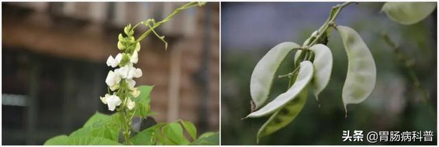 曼陀罗花的图片，曼陀罗花是什么（301味中药材的原植物彩色图谱）