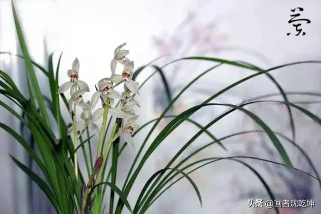 十大最贵最美兰花，绝美兰花50幅