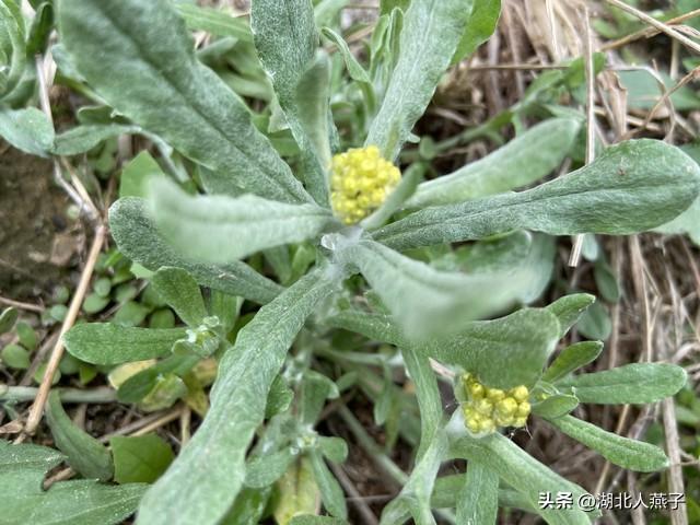 菜图片大全大图，饭店菜谱大全带图片（这43种时令野菜大量生长出来）