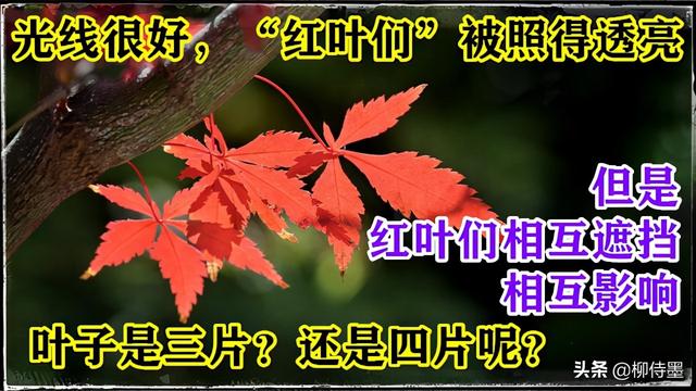 怎么拍照片好看，手机怎么拍照片好看（照片不能“瞎拍”）