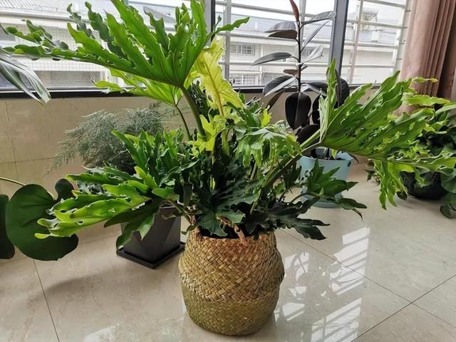 客厅盆景树种前十名，栽客厅里的吉祥富贵树（适合客厅养的9种树）